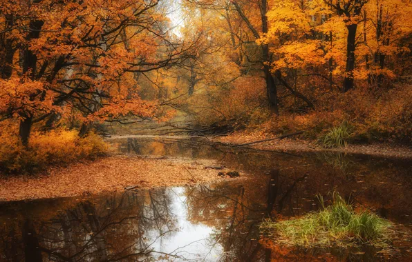 Осень, деревья, парк