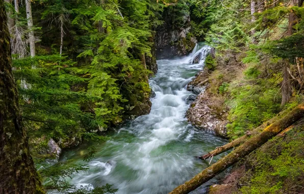 Картинка лес, река, штат Вашингтон, Washington State, Denny Creek