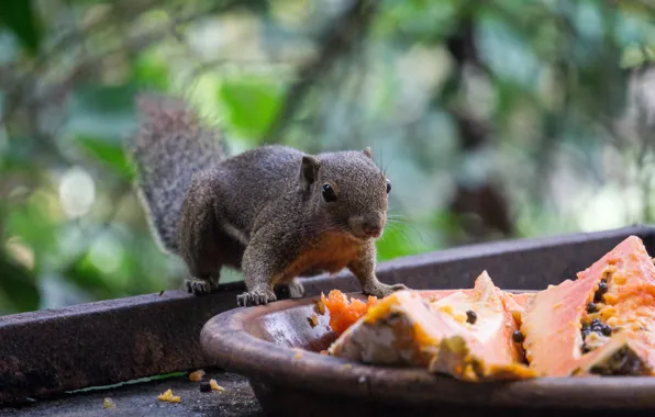 Nature, brown, animal, squirrel, squirrels, malaysia, mammals, Sciuridae