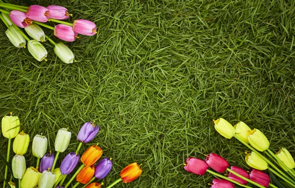 Картинка трава, цветы, весна, colorful, тюльпаны, flowers, tulips, spring