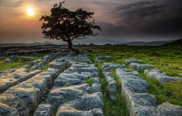 Камни, дерево, Англия, Yorkshire Dales