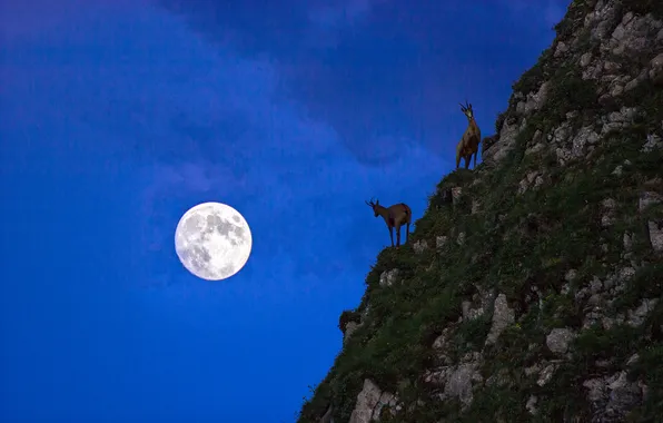 Картинка животные, ночь, камни, луна, гора