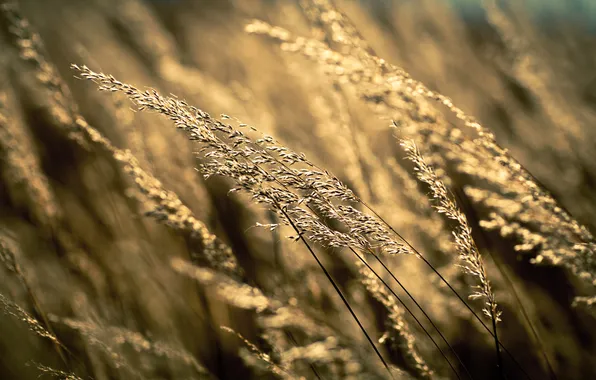 Пшеница, поле, осень, трава, урожай, поля природа с природой