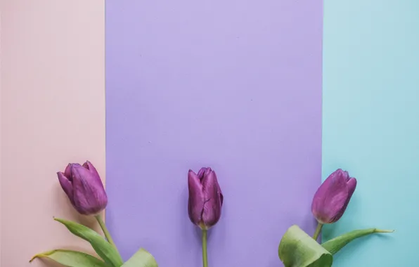 Цветы, тюльпаны, fresh, flowers, romantic, tulips, spring, purple