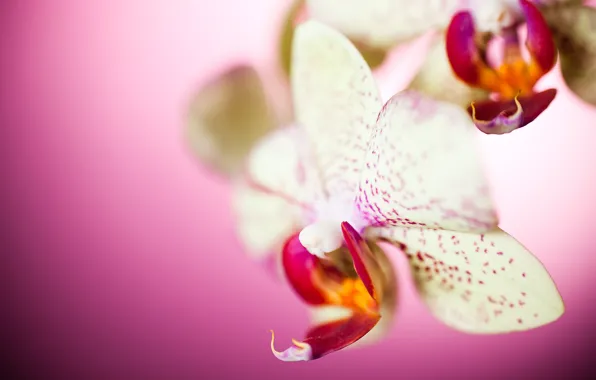 Картинка макро, цветы, лепестки, орхидея