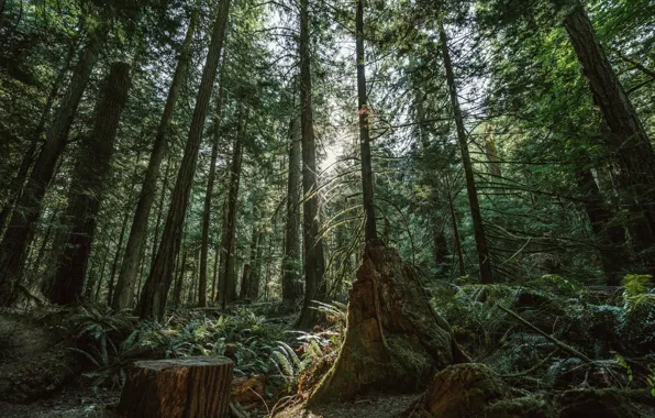 Лес, деревья, природа