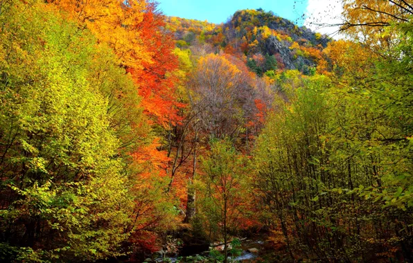 Картинка осень, лес, деревья, горы, Природа, colors, forest, trees