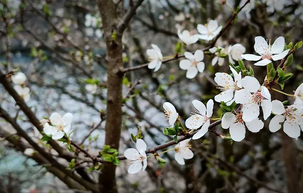 Природа, вишня, фон, весна, nature, background, cherry, spring