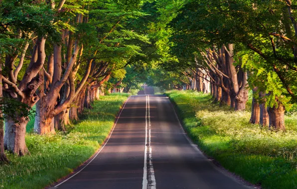Картинка дорога, лето, деревья, природа, Sven Müller