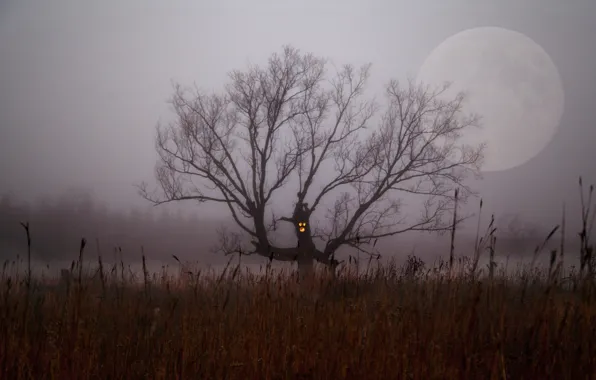 Картинка поле, ночь, туман, дерево, ветви, луна, куст, Хэллоуин