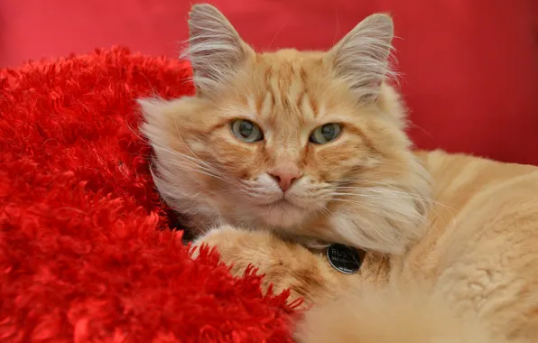 Картинка кот, взгляд, рыжий, красный фон