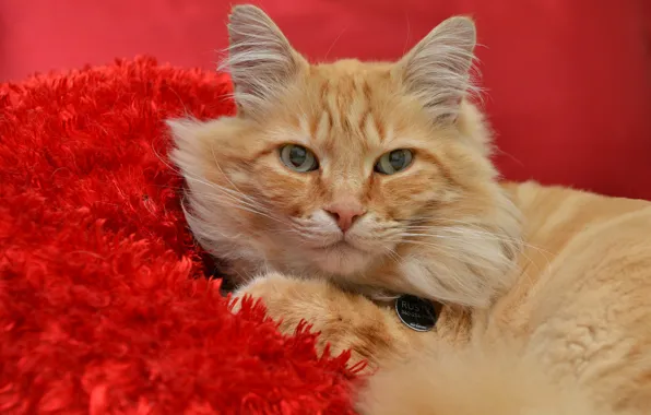 Кот, взгляд, рыжий, красный фон