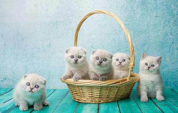 Картинка фон, корзина, доски, котята, малыши, корзинка, Скоттиш-фолд, Шотландская вислоухая кошка