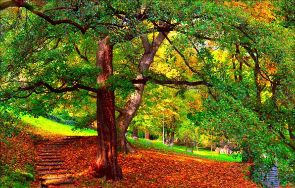 Картинка осень, деревья, природа, парк, ветви, ступени, Nature, листопад