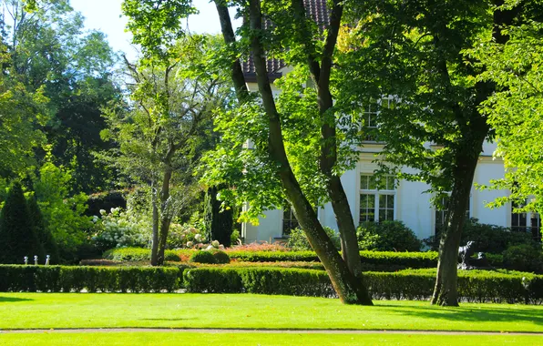 Park, tree, garden, lawn