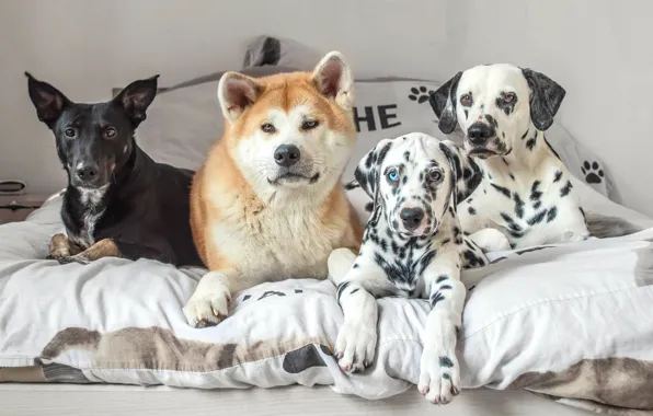 Картинка собаки, кровать, друзья, дворняга, квартет, акита-ину, долматинцы