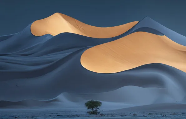 Light, tree, sand, dunes