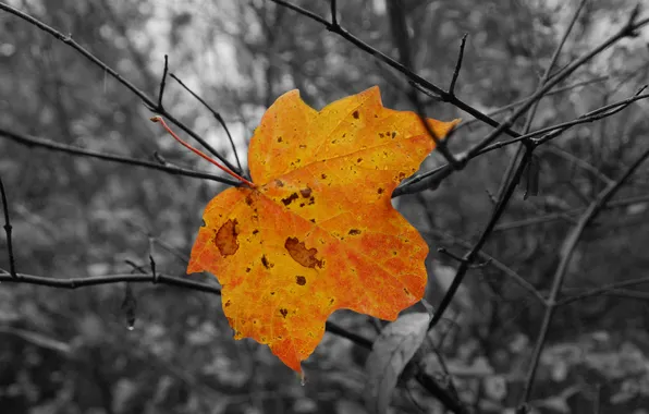 Картинка осень, капли, деревья, ветки, дождь, листок, клен
