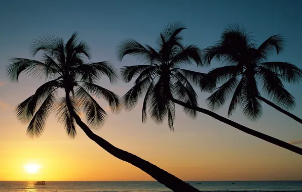Картинка море, небо, солнце, закат, природа, пальмы