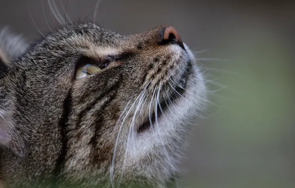 Кот, усы, глаз, профиль