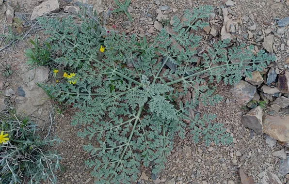 Green, plant, leave