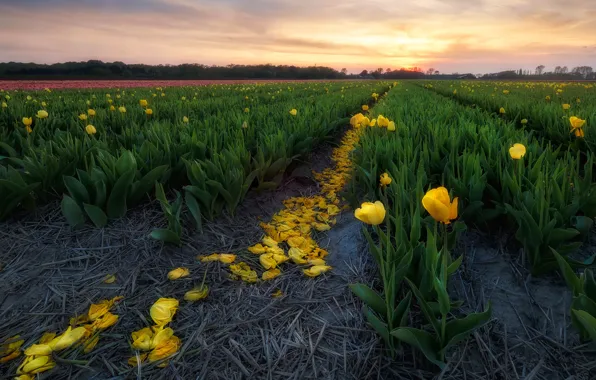 Картинка поле, небо, закат, цветы, желтые, тюльпаны, ряды, плантация