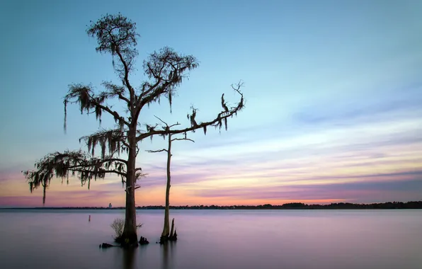 Картинка закат, озеро, дерево