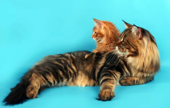 Кошка, котенок, вместе, рыжий, мама, полосатая, голубой фон, лежат