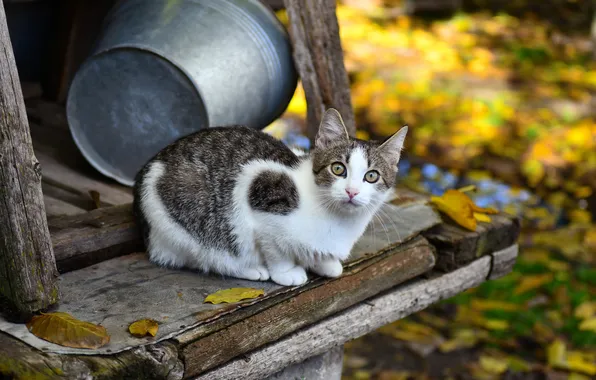 Осень, кошка, взгляд, поза, котенок, листва, доски, сад