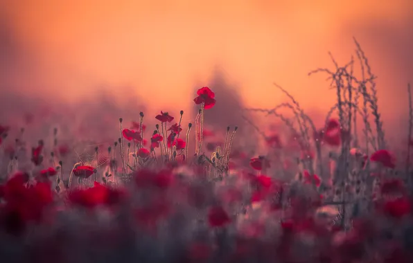 Картинка поле, лето, свет, цветы, красный, природа, поляна, мак