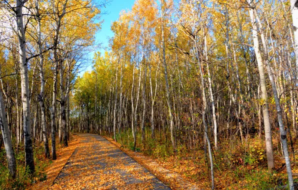 Картинка дорога, осень, лес, небо, листья, деревья, парк, роща