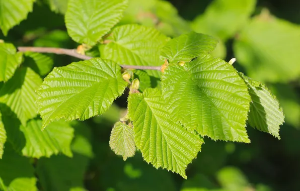 Spring, leaf, plant, twig