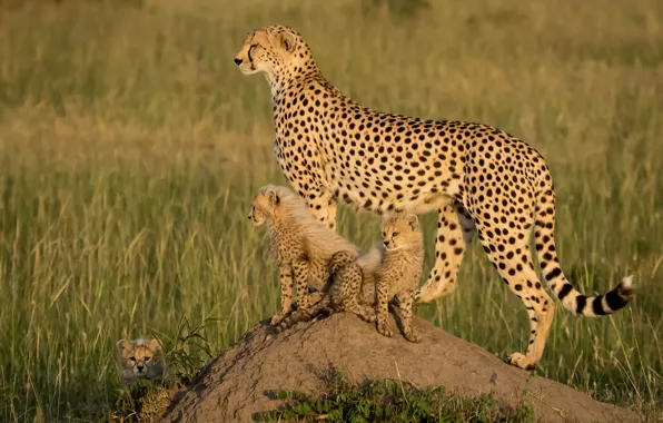 Картинка котята, Африка, гепарды, детёныши