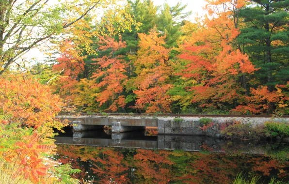 Картинка осень, отражения, мост, канал, nature, bridge, Autumn, fall