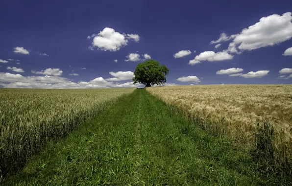 Картинка пшеница, поле, небо, трава, облака, дерево, ферма, поле пшеницы