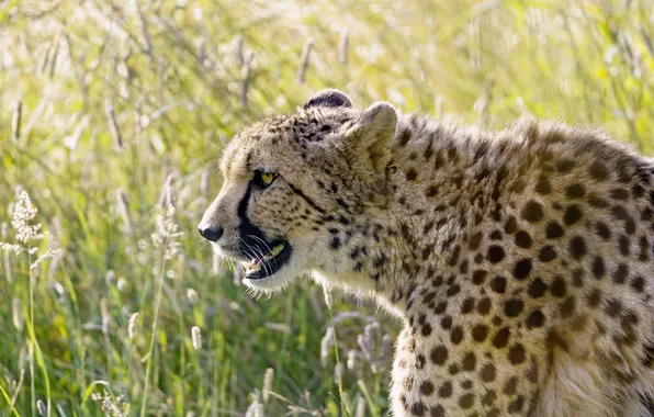 Кошка, гепард, профиль, ©Tambako The Jaguar