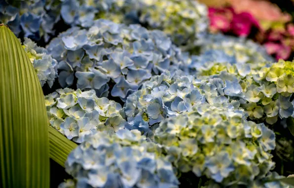 Цветы, природа, Куст, цветение, голубая, Гортензия