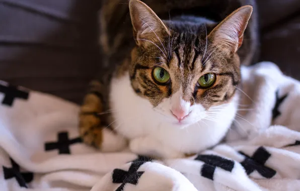 Кошка, глаза, кот, взгляд, морда, крупный план, поза, уют