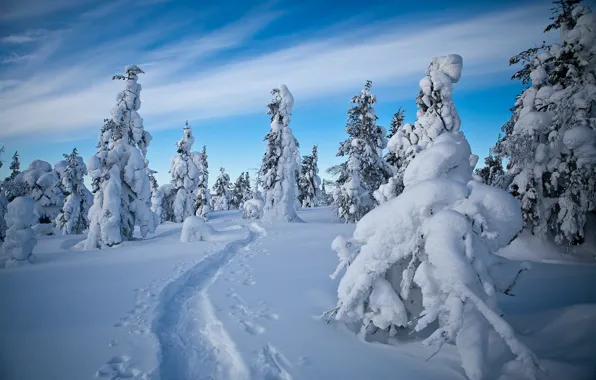 Картинка зима, снег, деревья, следы, тропинка, Финляндия, Finland, Lapland