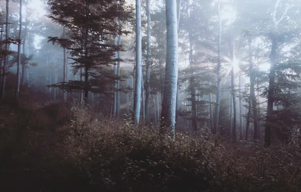 Картинка лес, трава, листья, лучи, свет, деревья, туман