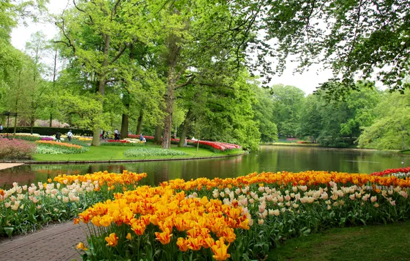 Деревья, цветы, пруд, парк, тюльпаны, Нидерланды, Keukenhof Gardens