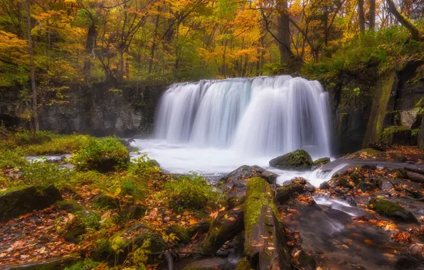 Зелень, осень, лес, листья, вода, деревья, ветки, парк