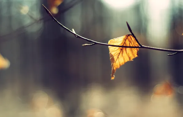 Картинка осень, макро, природа, фон, обои, ветка, листик