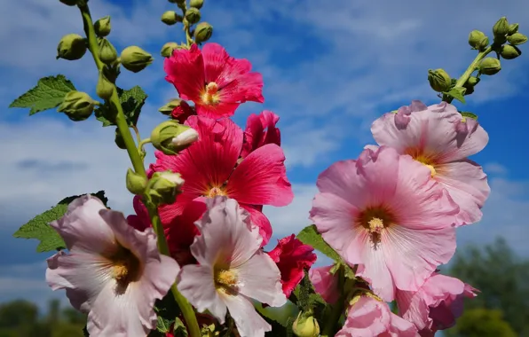 Flower, blooming, hollyhocks