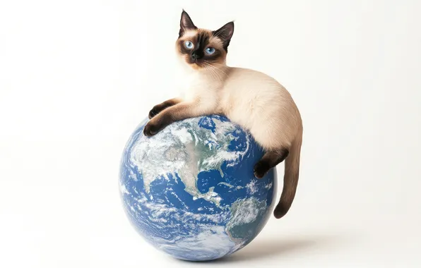 Кошка, взгляд, поза, котенок, планета, Земля, белый фон, лежит