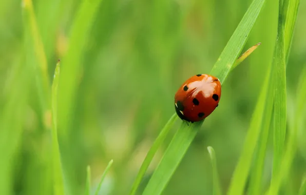 Grass, ladybug, insect