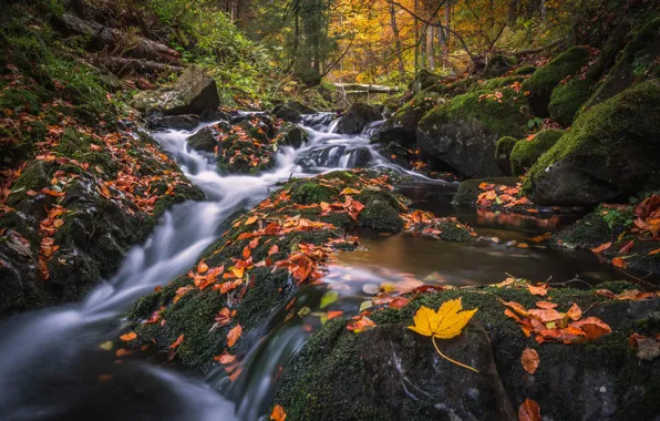 Картинка осень, лес, ручей, камни, мох, каскад, опавшие листья