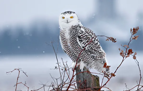 Зима, снег, ветки, птица, пень, полярная сова