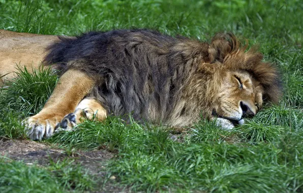 Картинка кошка, трава, отдых, сон, лев
