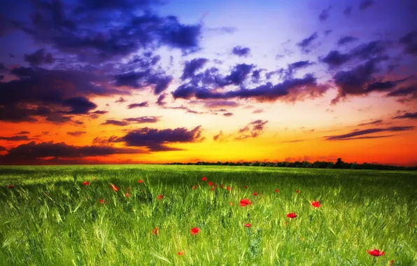 Поле, небо, трава, закат, цветы, маки, sky, landscape